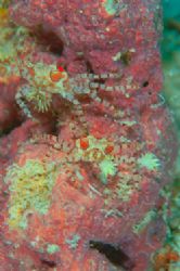 A pair of BOXER CRAB. D70,105mm.
Kapalai,Sabah by Frankie Tsen 